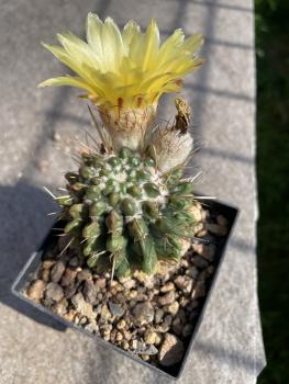 Notocactus submammulosus
